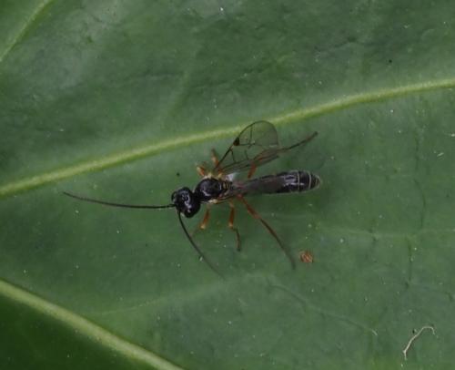 Acrotomus sp.